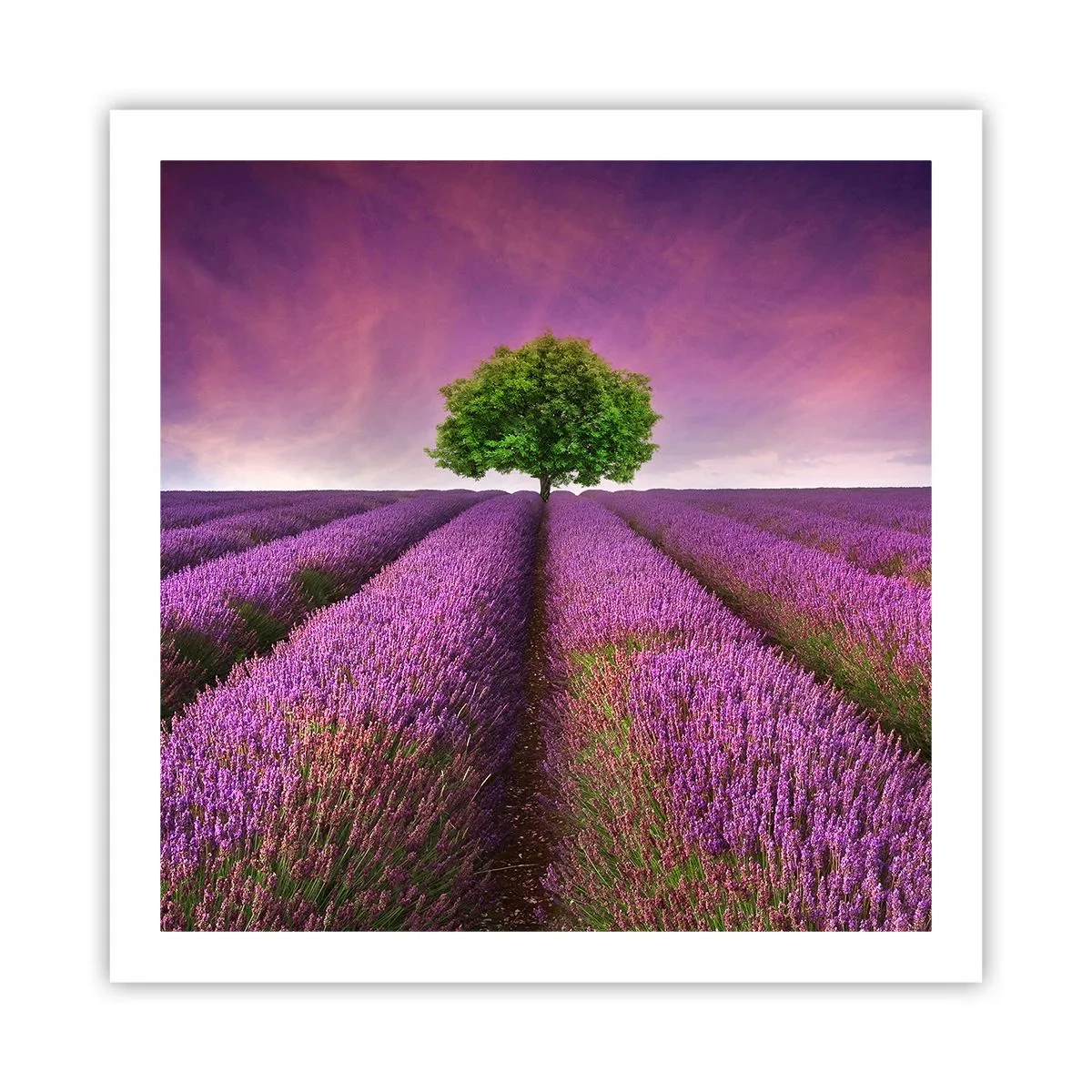 Poster - În câmpurile de lavandă - 60x60 cm