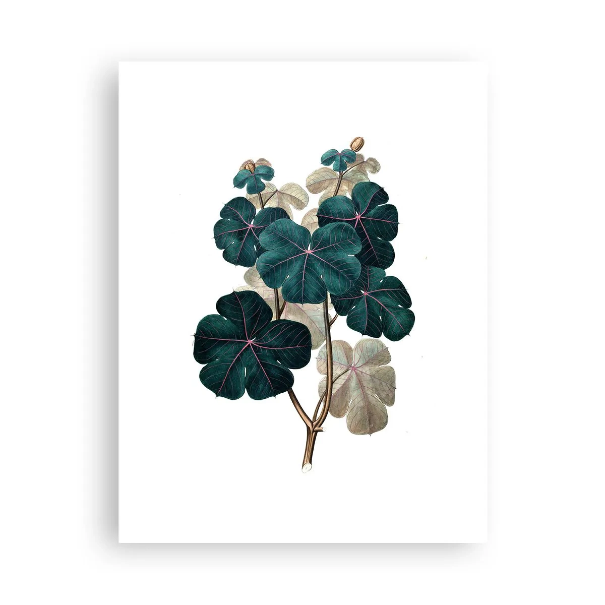 Poster - Dintr-un vechi ierbar - 30x40 cm