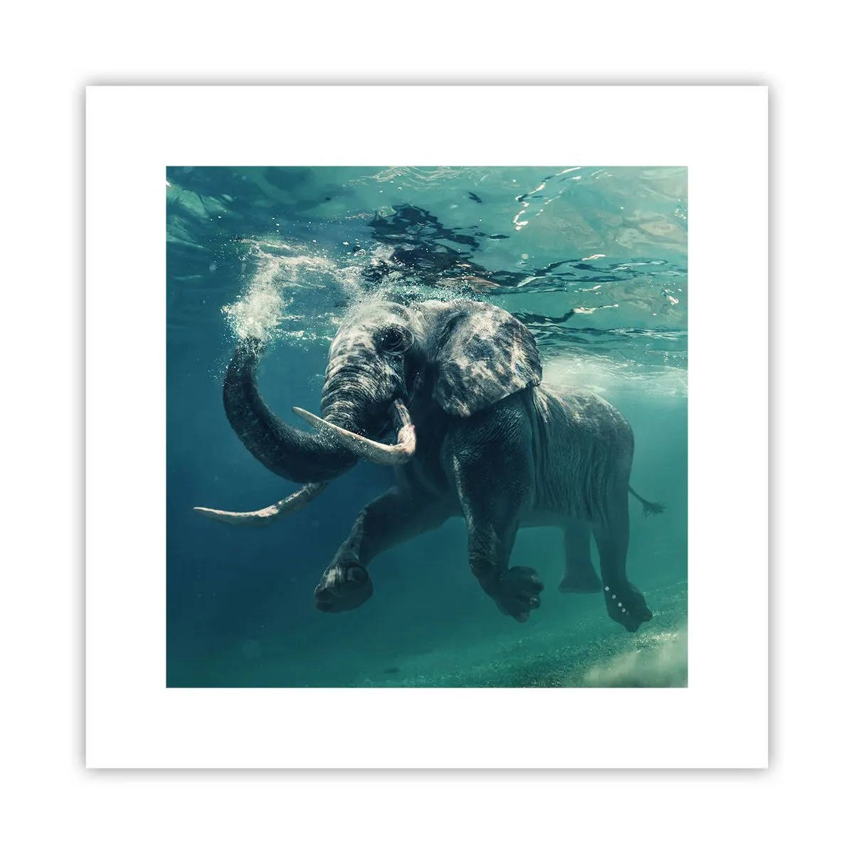 Poster - Tuturor le place să înoate - 30x30 cm