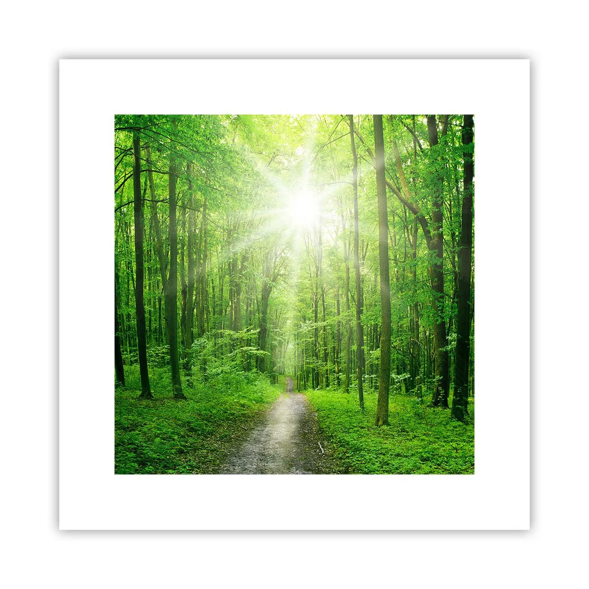 Poster - Catedrala verde - 30x30 cm
