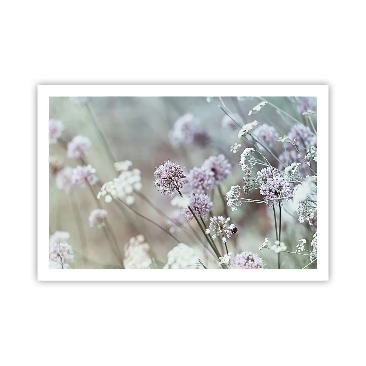 Poster - Ierburi dulci filigranate - 91x61 cm