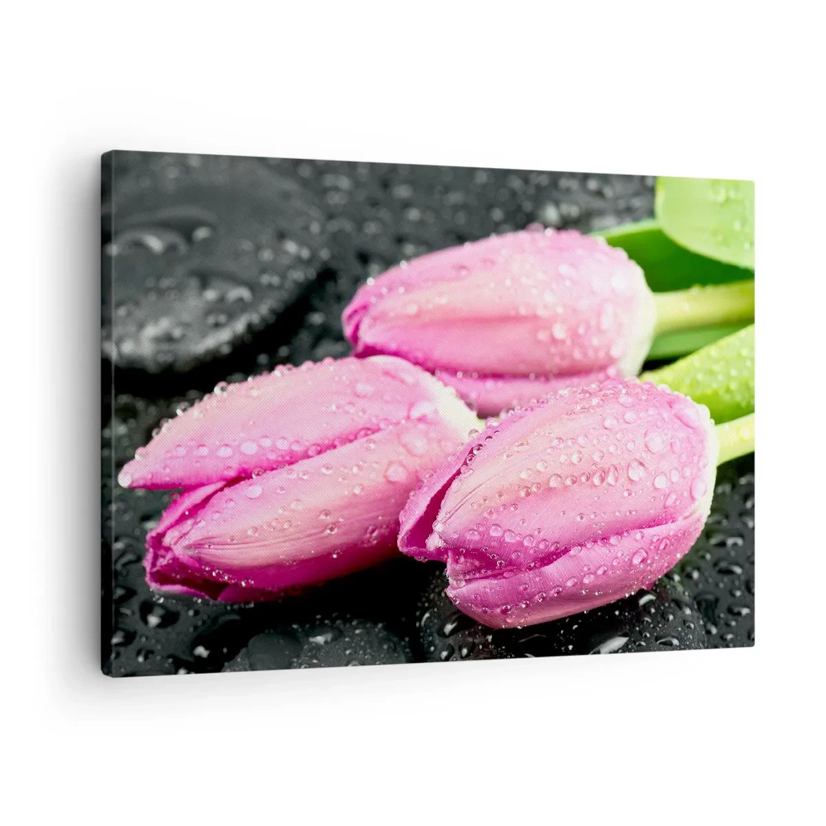Tablou pe pânză Canvas - Trei lalele roz cu picături de apă pe fundal negru - 70x50cm - Pe piatră neagră - Decorațiune modernă pentru perete pentru living și dormitor ARTTOR
