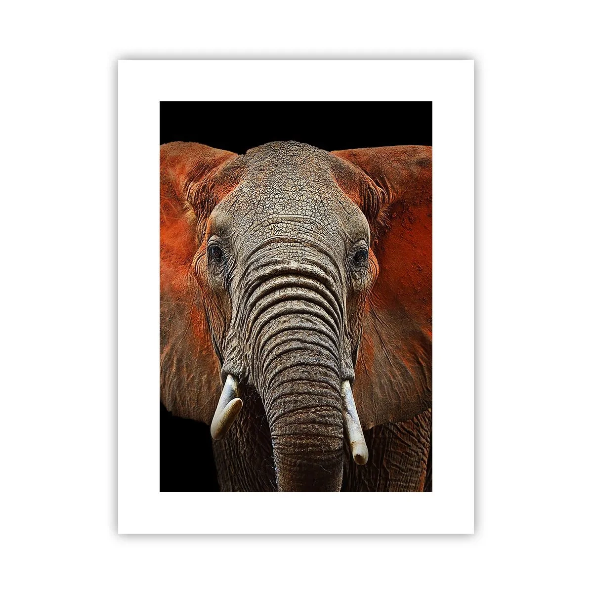 Poster - Sunt sălbatic, și tu? - 30x40 cm