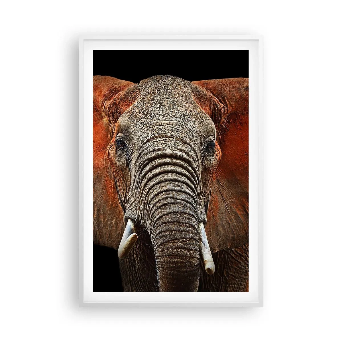 Poster în ramă albă - Sunt sălbatic, și tu? - 61x91 cm