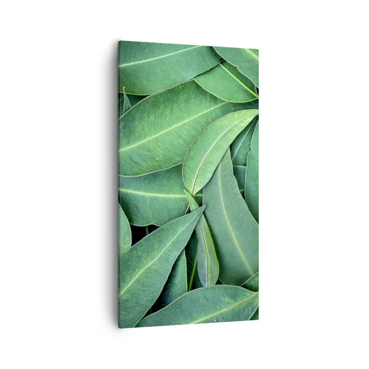 Tablou pe pânză - Suculente și proaspete - 55x100 cm