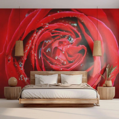Tapet Premium Sand - În picături de rouă - Flori, Trandafir roșu, Dragoste - 100x70 cm