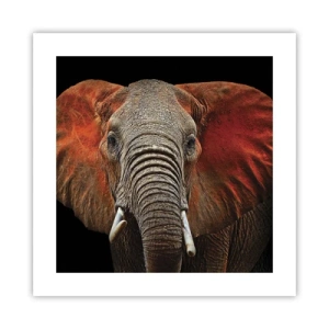 Poster - Sunt sălbatic, și tu? - 40x40 cm