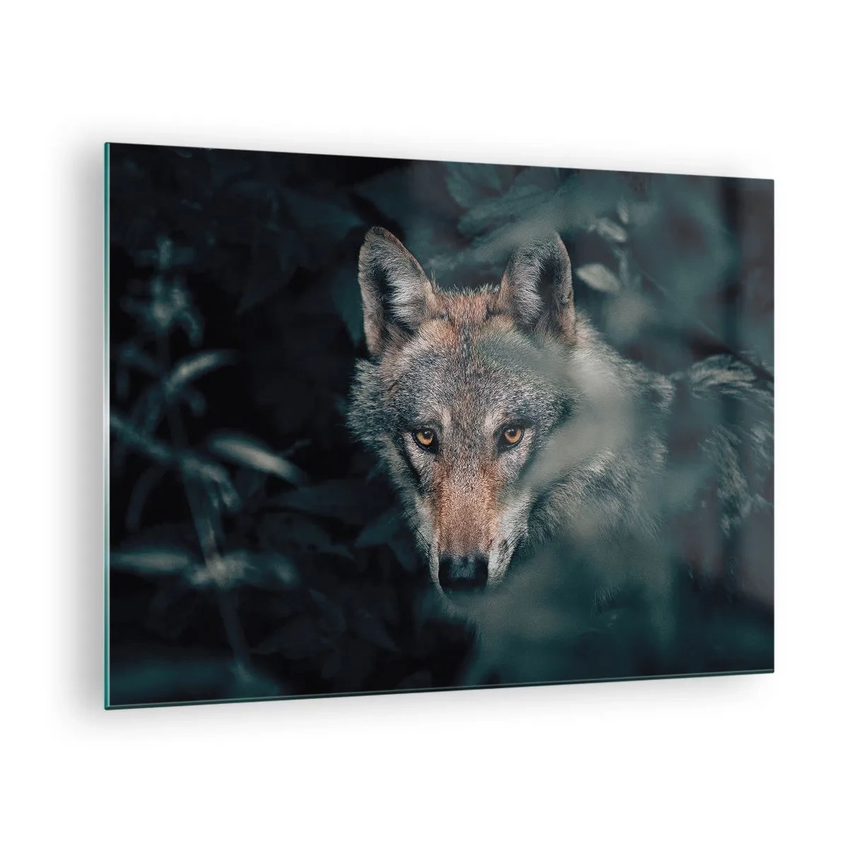 Tablou pe sticlă - Un lup care urmărește cu atenție din ascunzătoarea sa din desișul pădurii - 70x50cm - Vânător - Decorațiune modernă pentru perete pentru living și dormitor ARTTOR