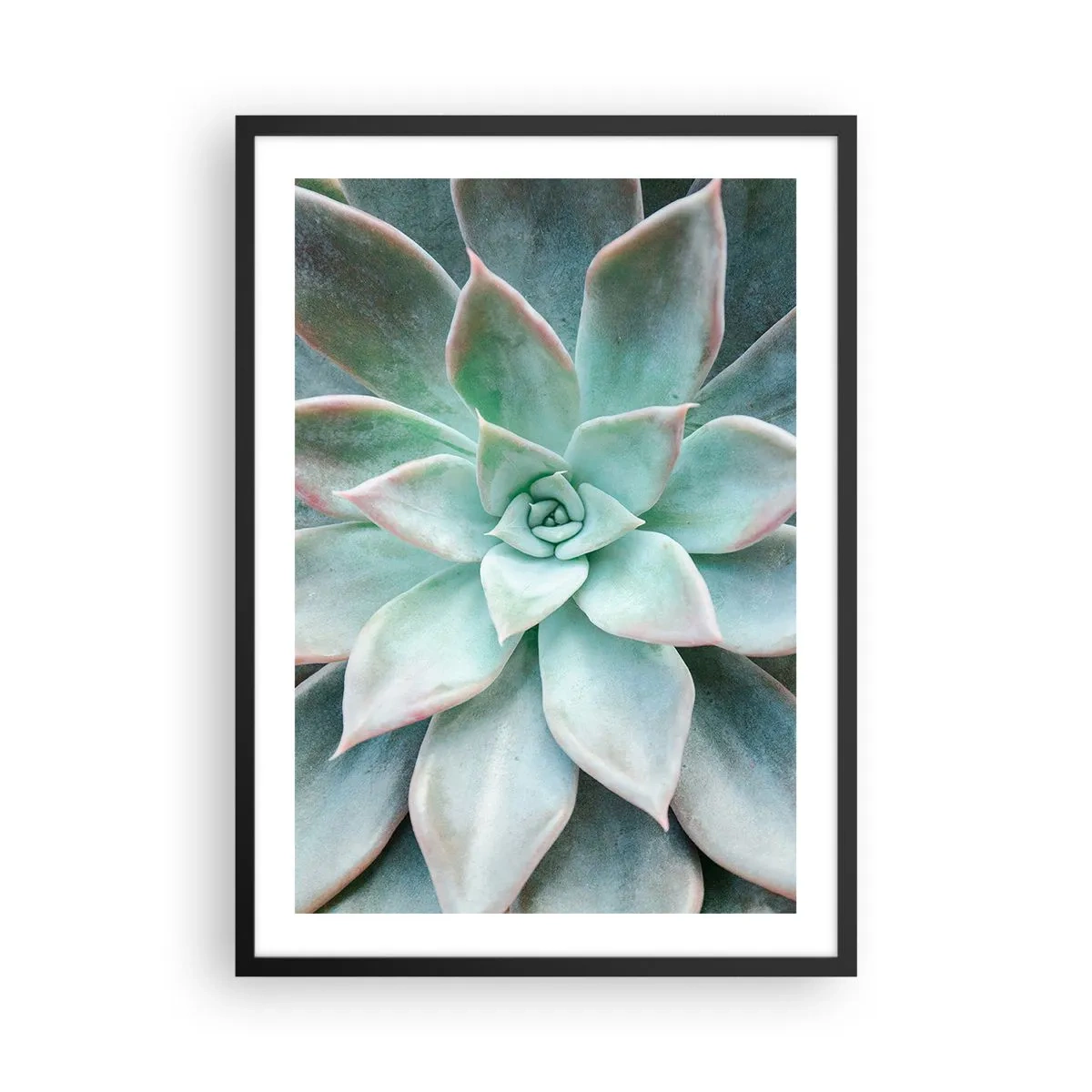 Poster în ramă neagră - Un prim-plan al frunzelor simetrice ale unei suculente în nuanțe de verde. - 50x70cm - Inima deșertului - Decorațiune modernă pentru perete pentru living și dormitor ARTTOR