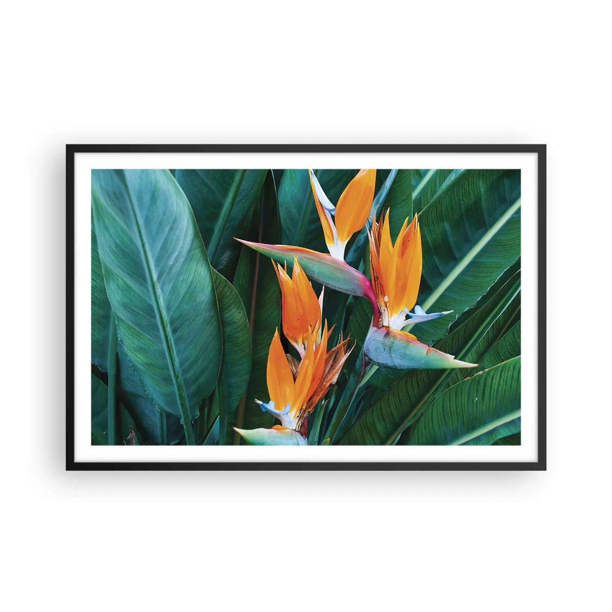 Poster în ramă neagră - Este o floare sau o pasăre? - 91x61 cm