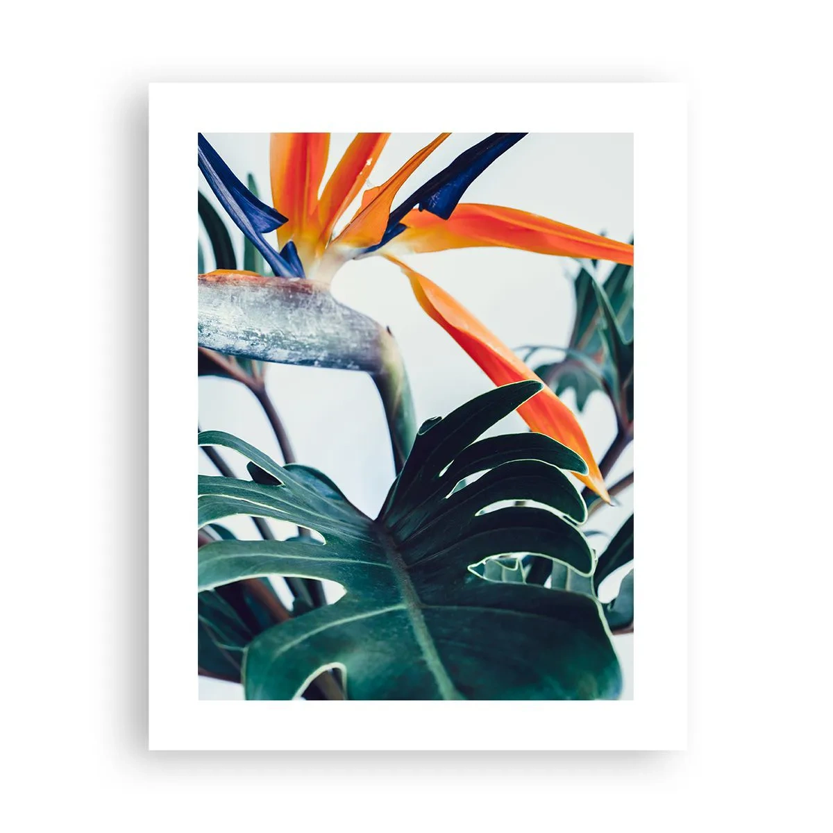 Poster - Tufiș sau pasăre? - 40x50 cm
