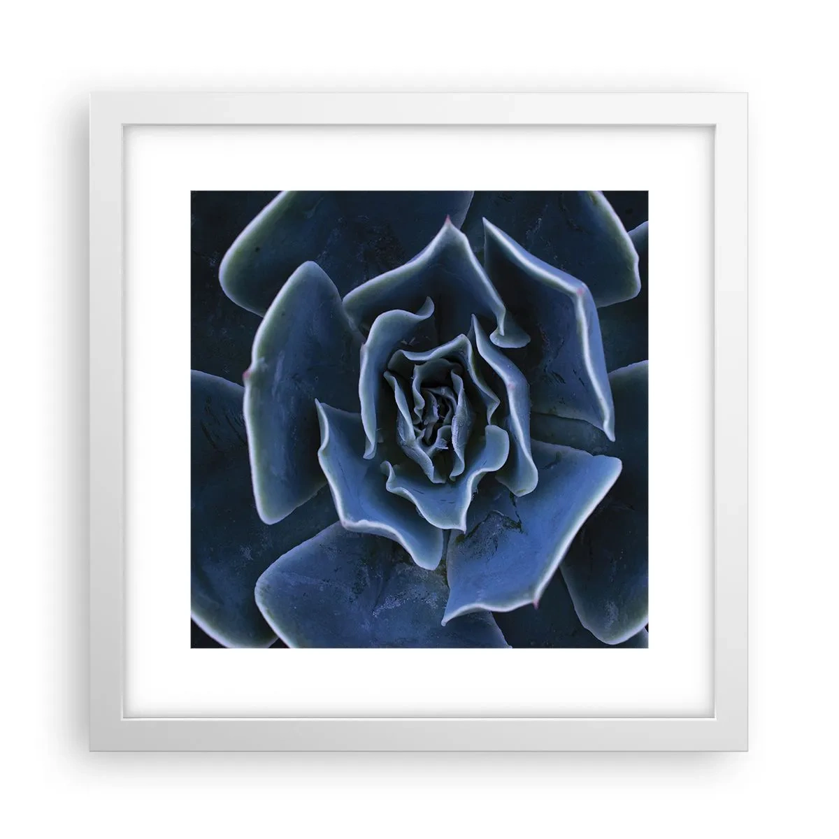 Poster în ramă albă - Floare de deșert - 30x30 cm