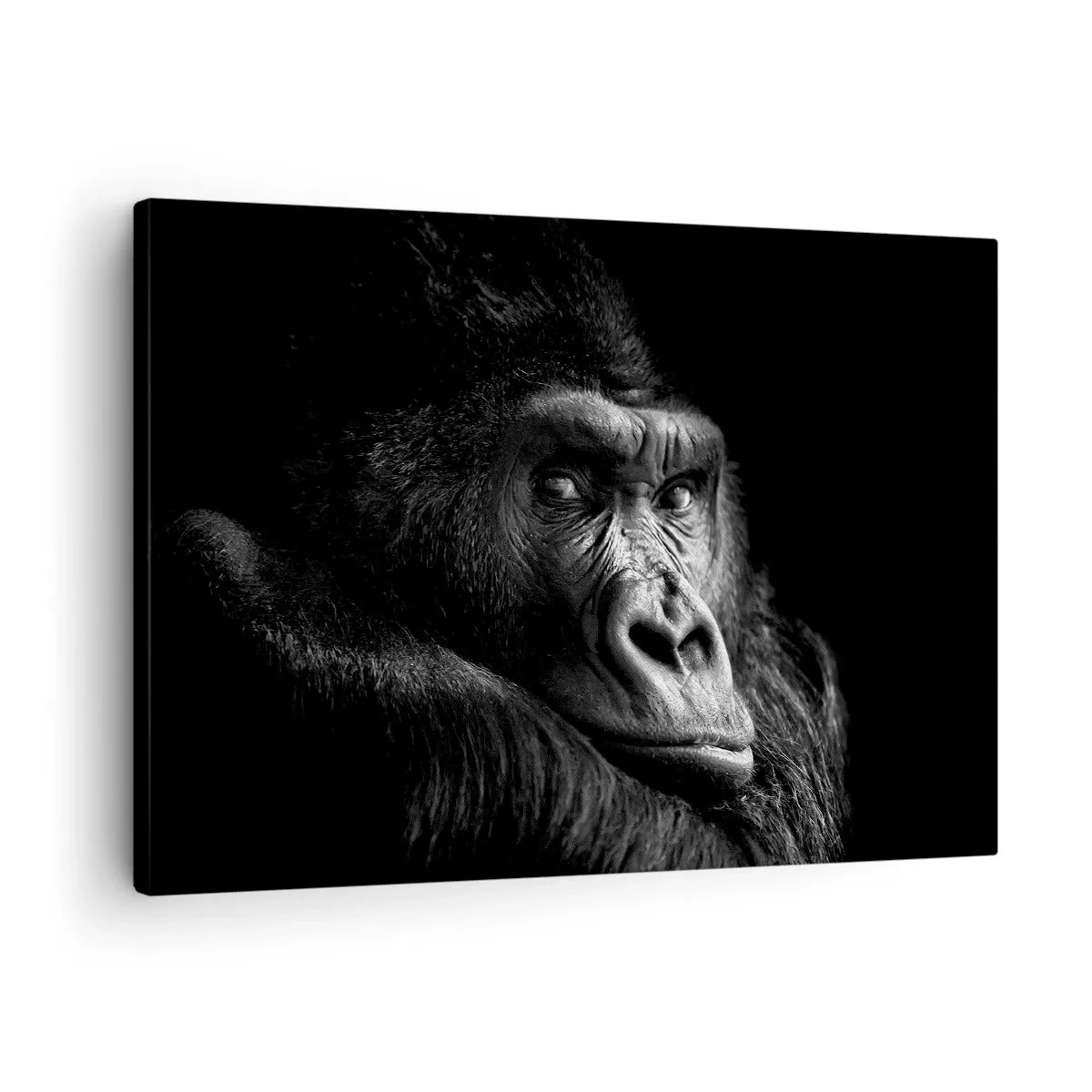 Tablou pe pânză Canvas - Portret alb-negru al unei gorile maiestuoase - 70x50cm - Și la ce te uiți? - Decorațiune modernă pentru perete pentru living și dormitor ARTTOR