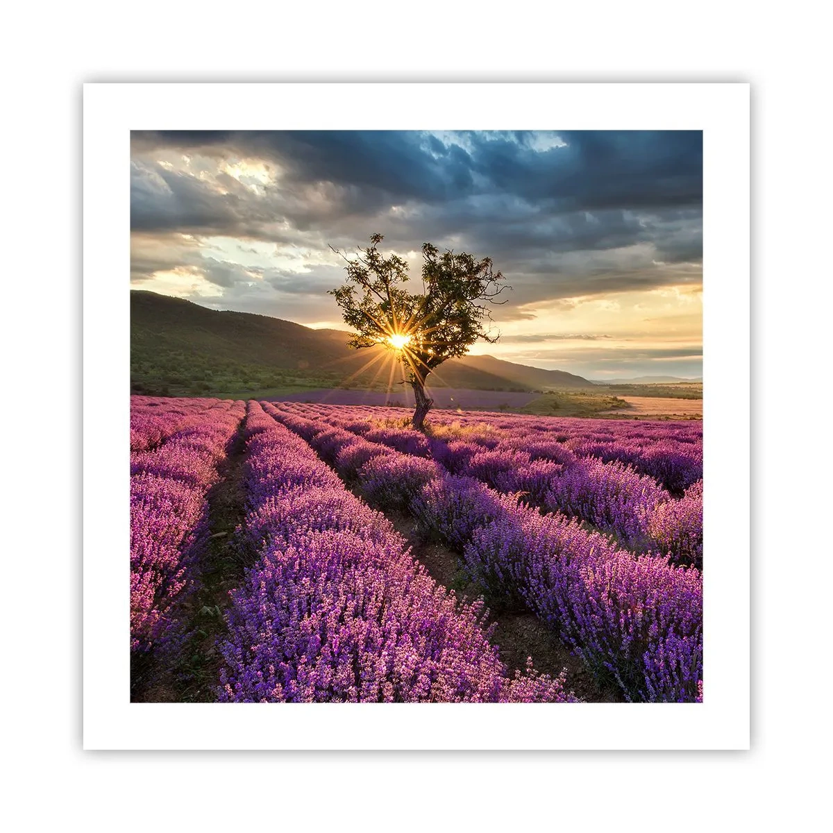 Poster - Aroma în liliac - 50x50 cm