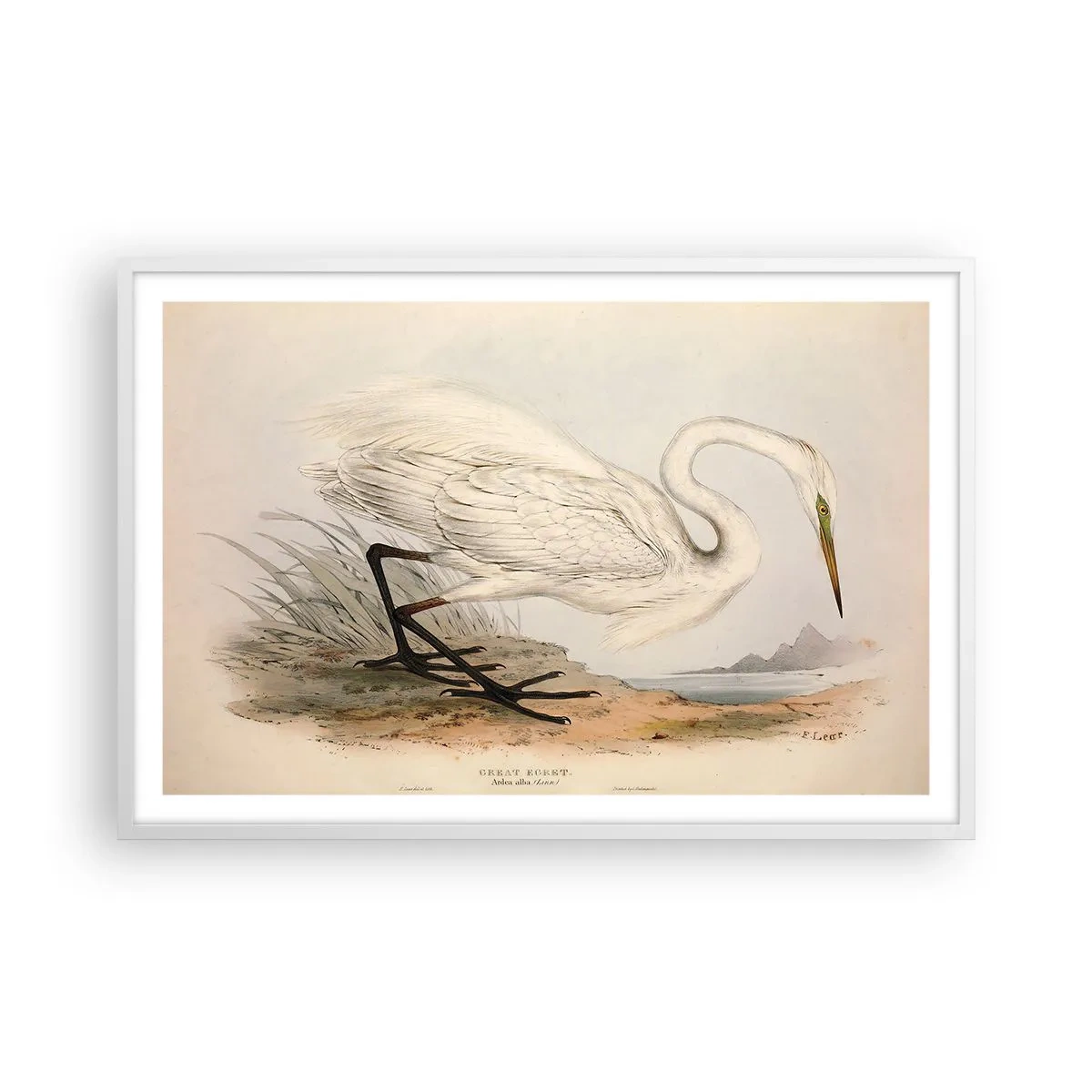 Poster în ramă albă - Doamna în stufărișuri - 91x61 cm