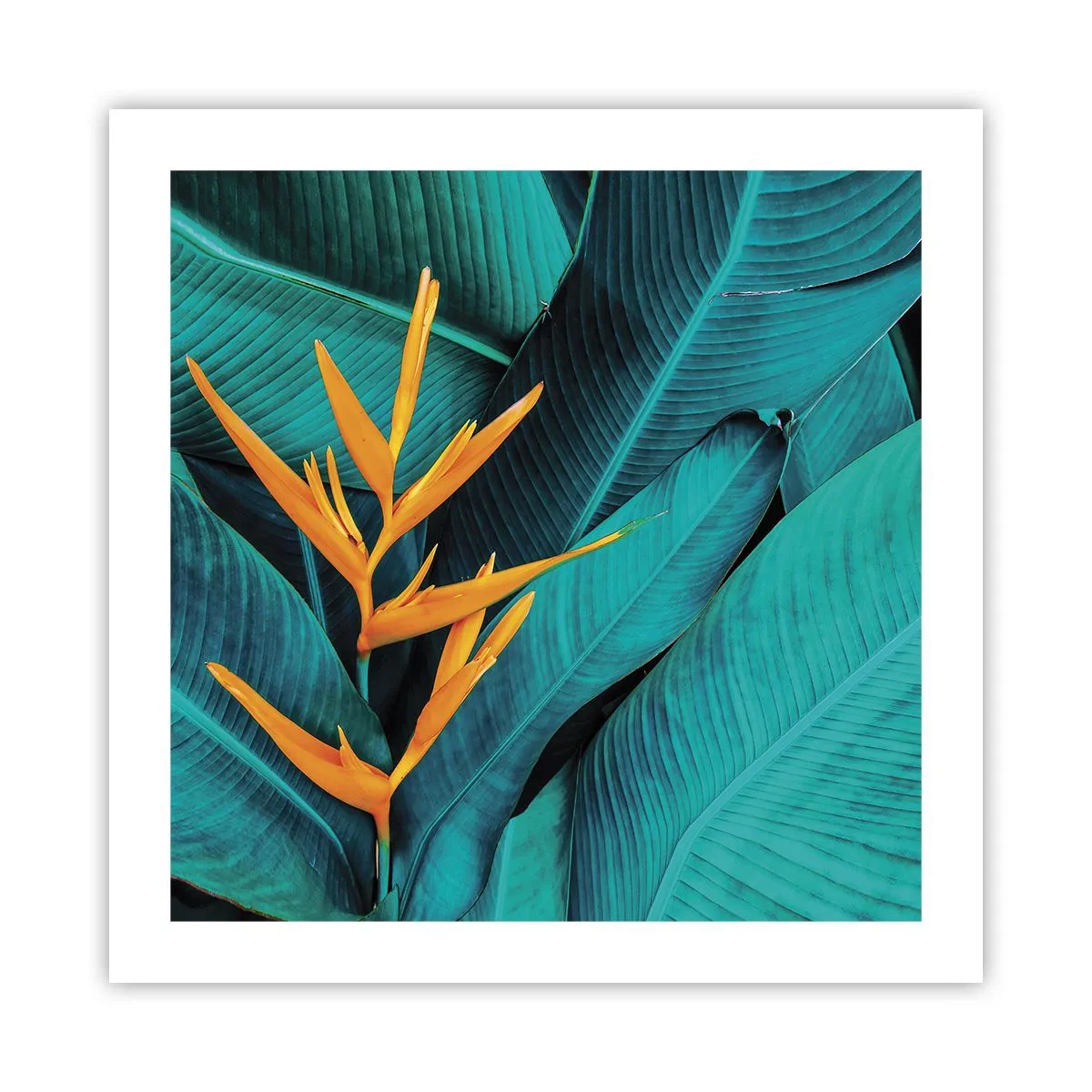 Poster - Floarea Edenului - 50x50 cm