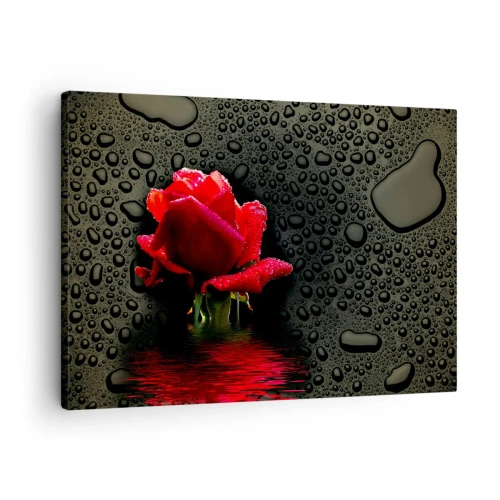 Tablou pe pânză Canvas - Trandafir roșu cu picături de apă pe un fundal întunecat - 70x50cm - Roșu și negru - Decorațiune modernă pentru perete pentru living și dormitor ARTTOR