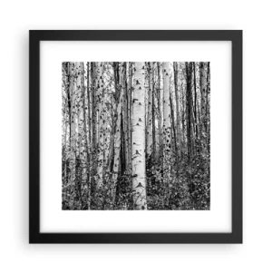 Poster în ramă neagră - Coloane de mesteacăn - 30x30 cm