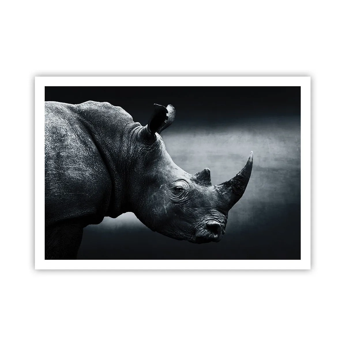 Poster - Profil drept - 100x70 cm