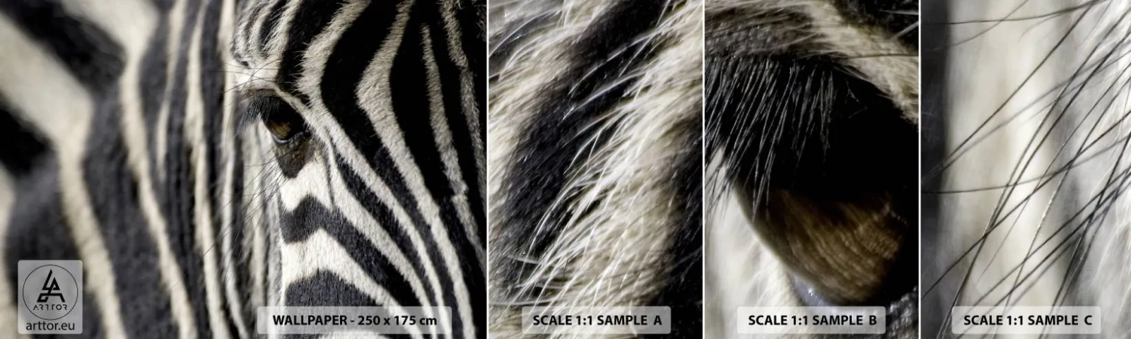 Mostră de Tapet Standard Eco - Portret cu dungi - Animale, Coaste, Africa - 100x30 cm