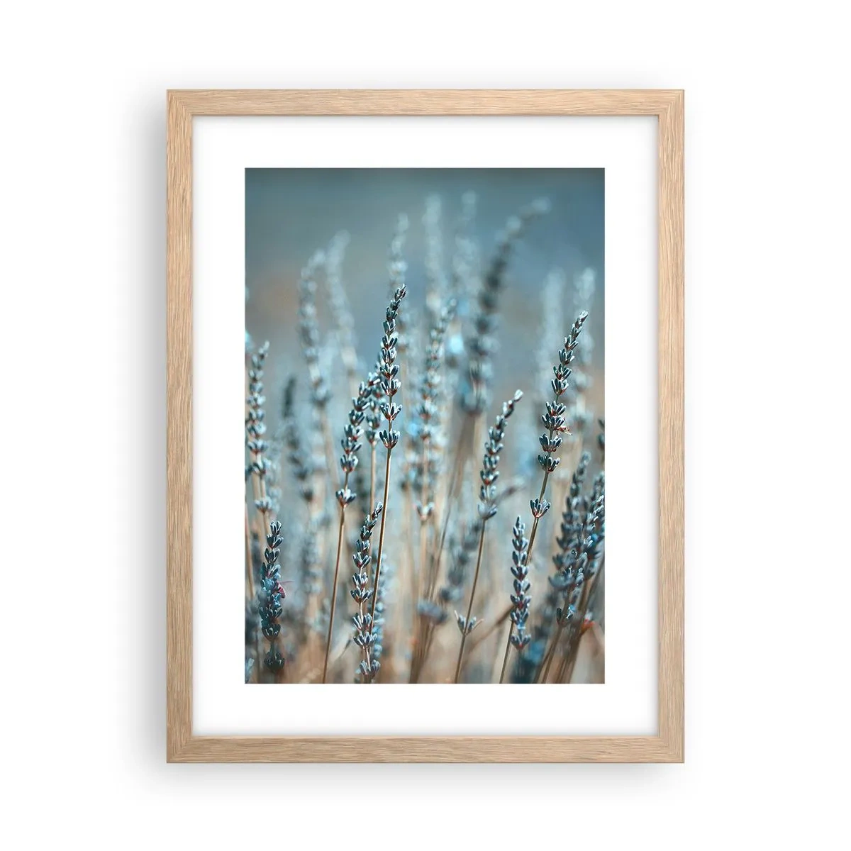Poster în ramă de stejar deschis - Câmpul parfumat - 30x40 cm