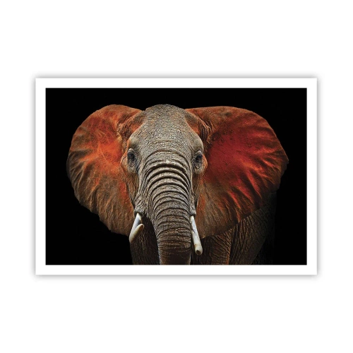 Poster - Sunt sălbatic, și tu? - 100x70 cm