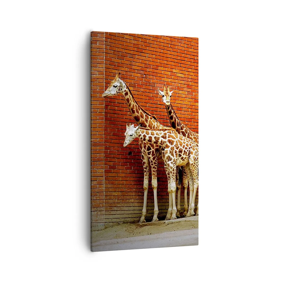 Tablou pe pânză - Vezi vreun salcâm? - 55x100 cm