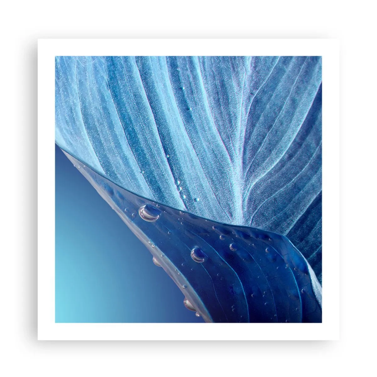 Poster - Picături ascunse de albastru - 60x60 cm