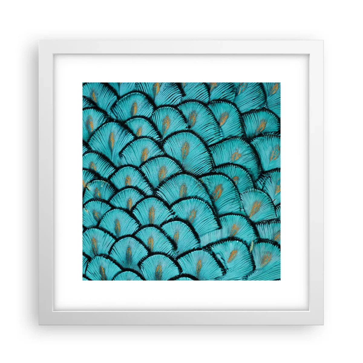 Poster în ramă albă - Marea gală a penelor - 30x30 cm