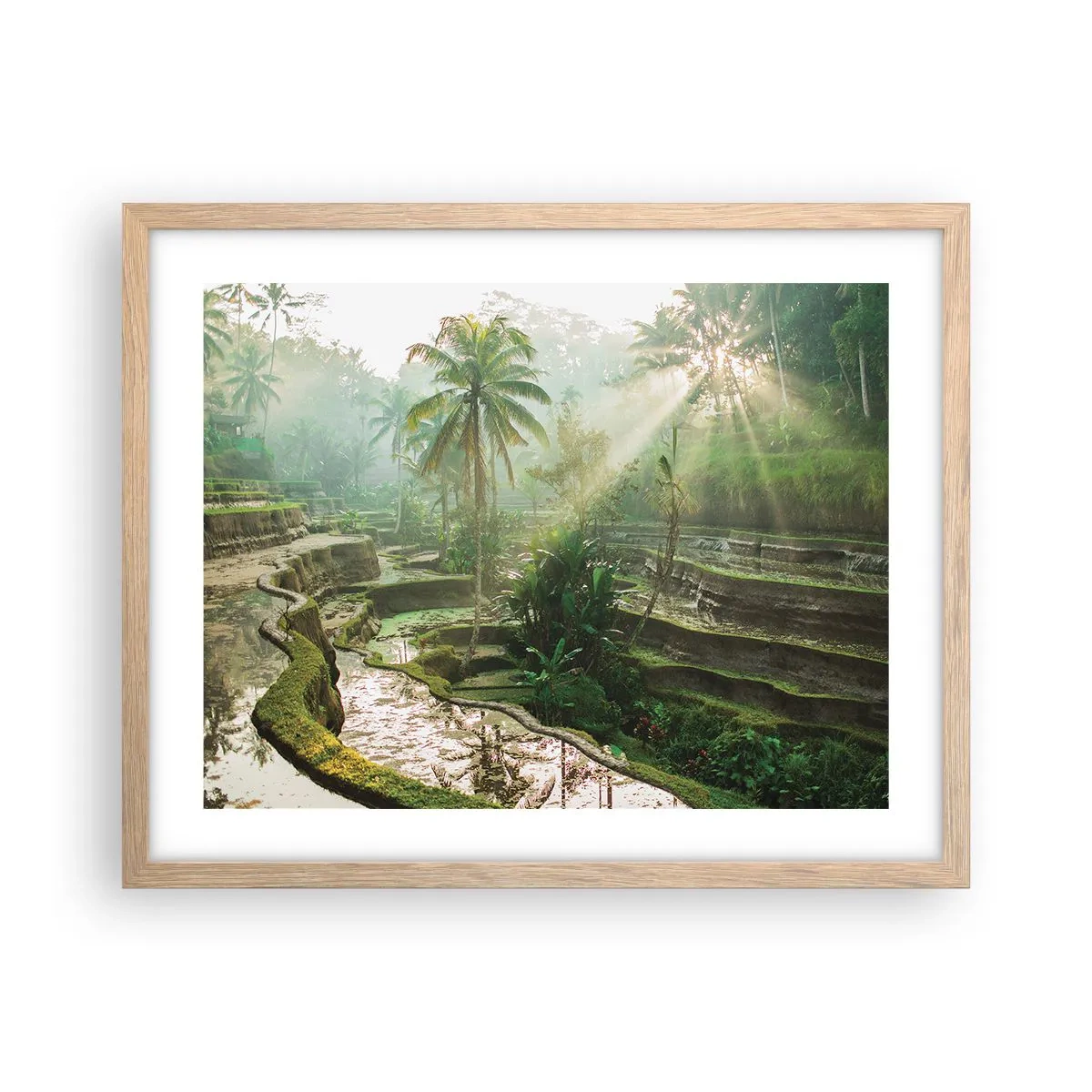 Poster în ramă de stejar deschis - Crescând la soare - 50x40 cm