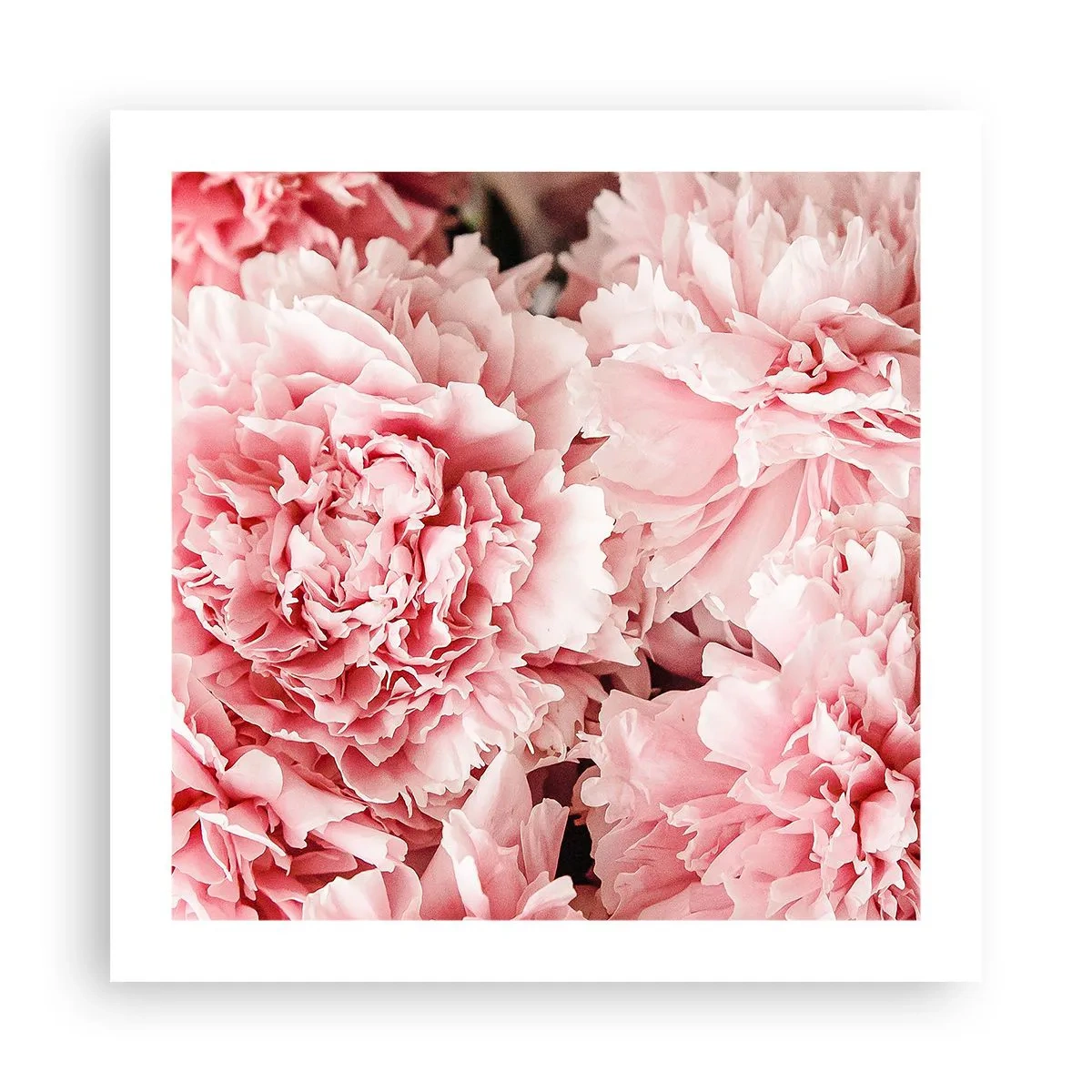 Poster - Visul roz - 50x50 cm