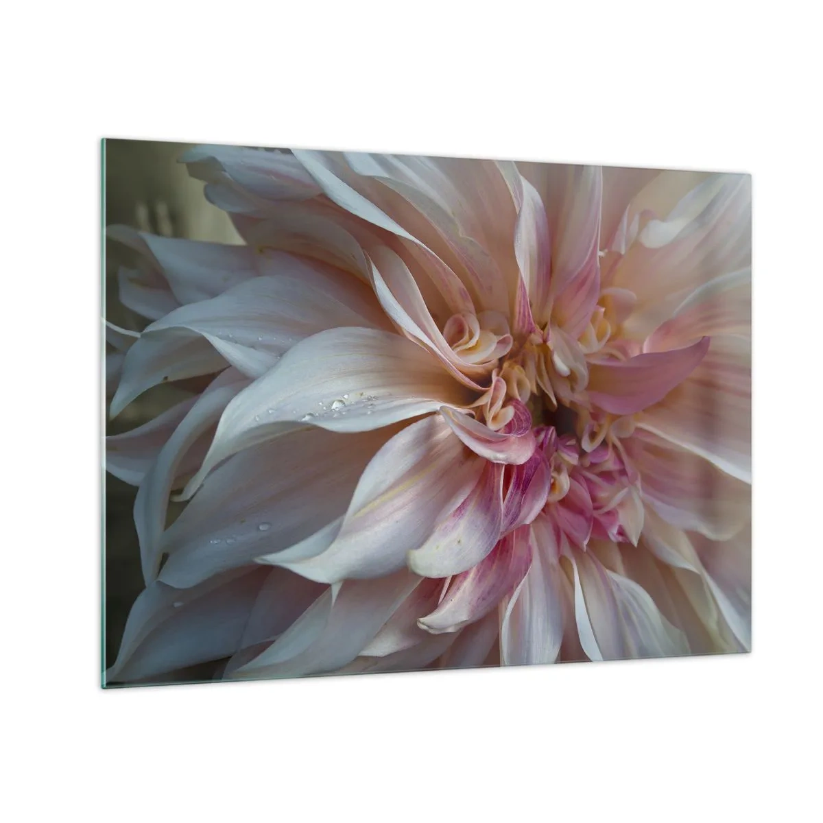 Tablou pe sticlă - Prim-plan al unei flori roz și crem cu picături de apă - 70x50cm - Prospețime înfloritoare - Decorațiune modernă pentru perete pentru living și dormitor ARTTOR