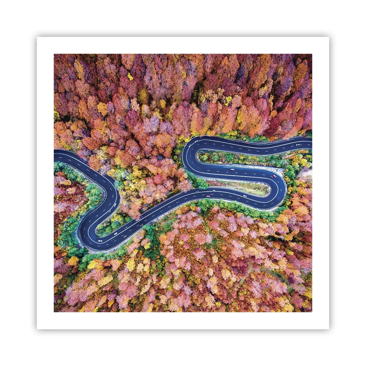 Poster - Un drum șerpuit prin pădure - 60x60 cm