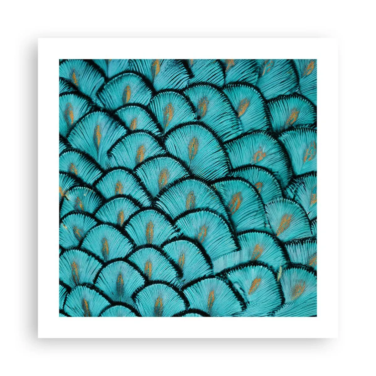 Poster - Marea gală a penelor - 50x50 cm