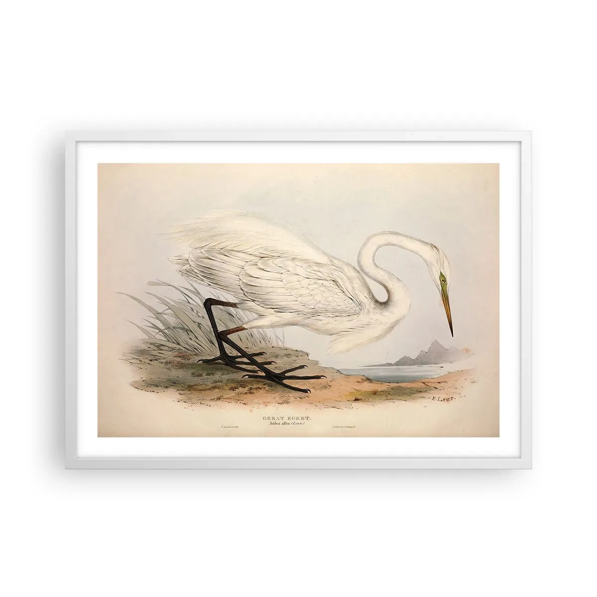 Poster în ramă albă - Doamna în stufărișuri - 70x50 cm