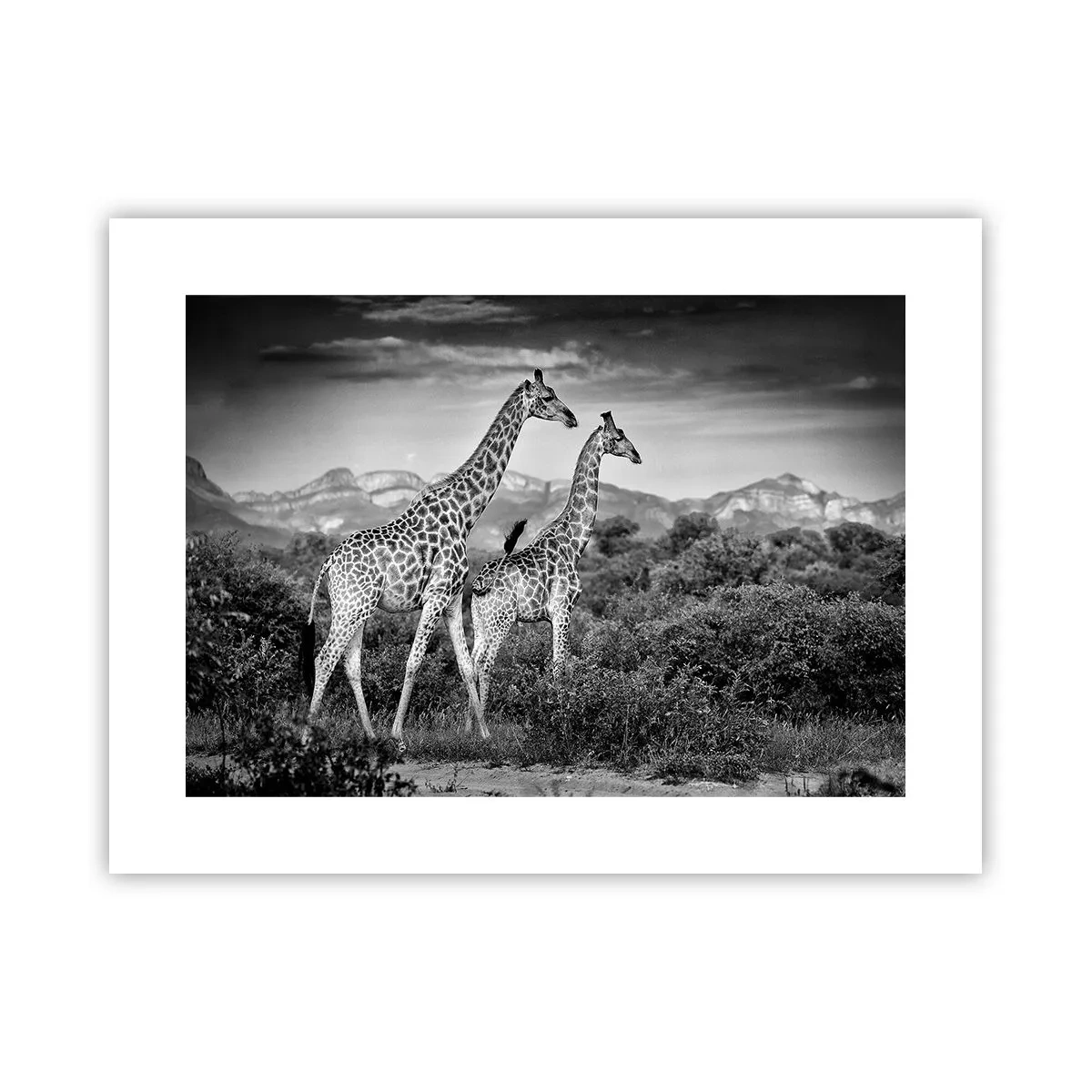 Poster - Clasele superioare din Africa - 40x30 cm