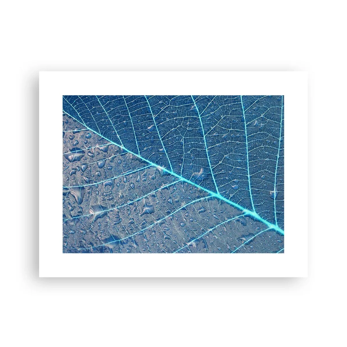 Poster - Viața în albastru - 40x30 cm