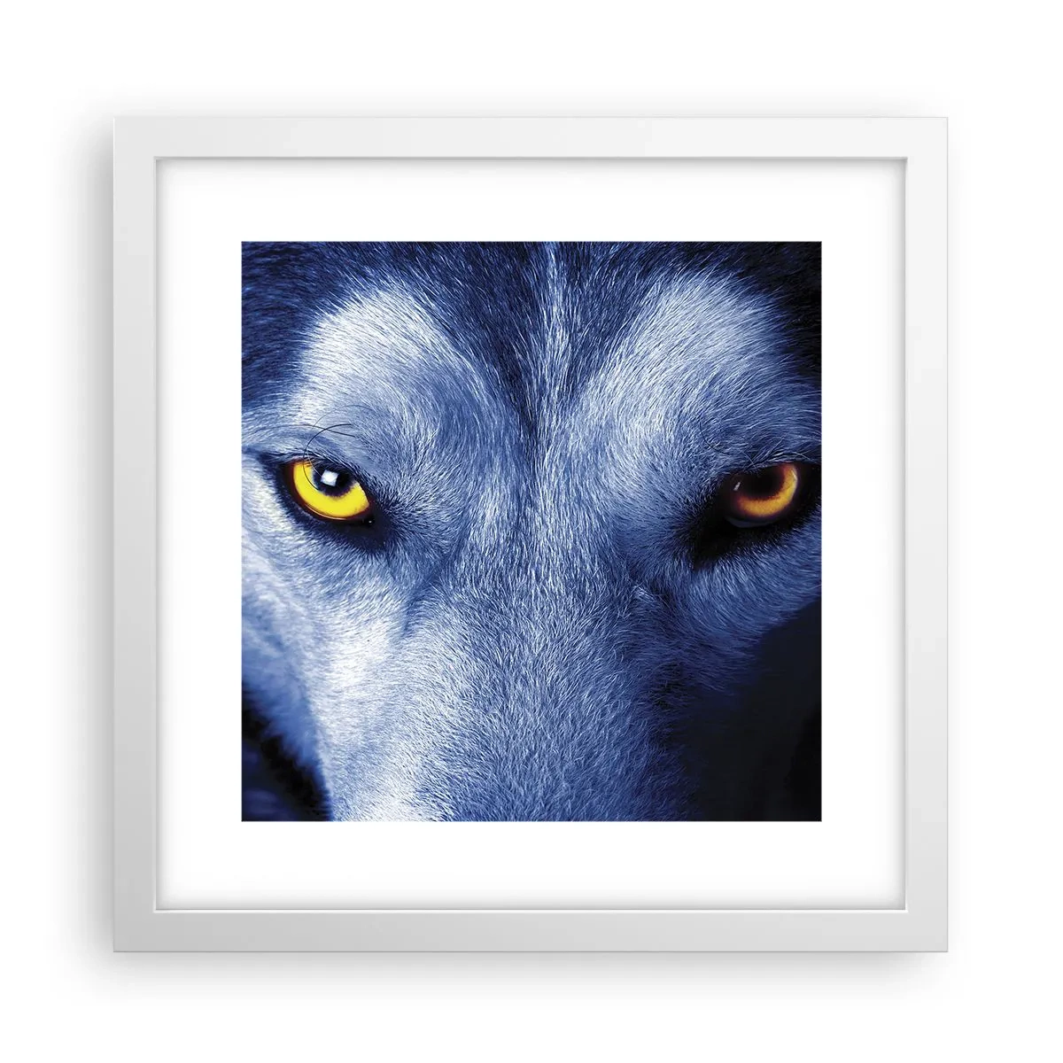 Poster în ramă albă - O privire hipnotizantă - 30x30 cm