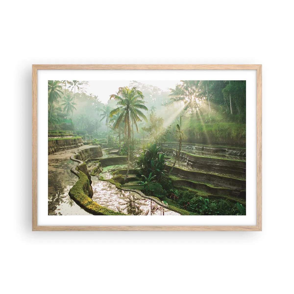 Poster în ramă de stejar deschis - Crescând la soare - 70x50 cm