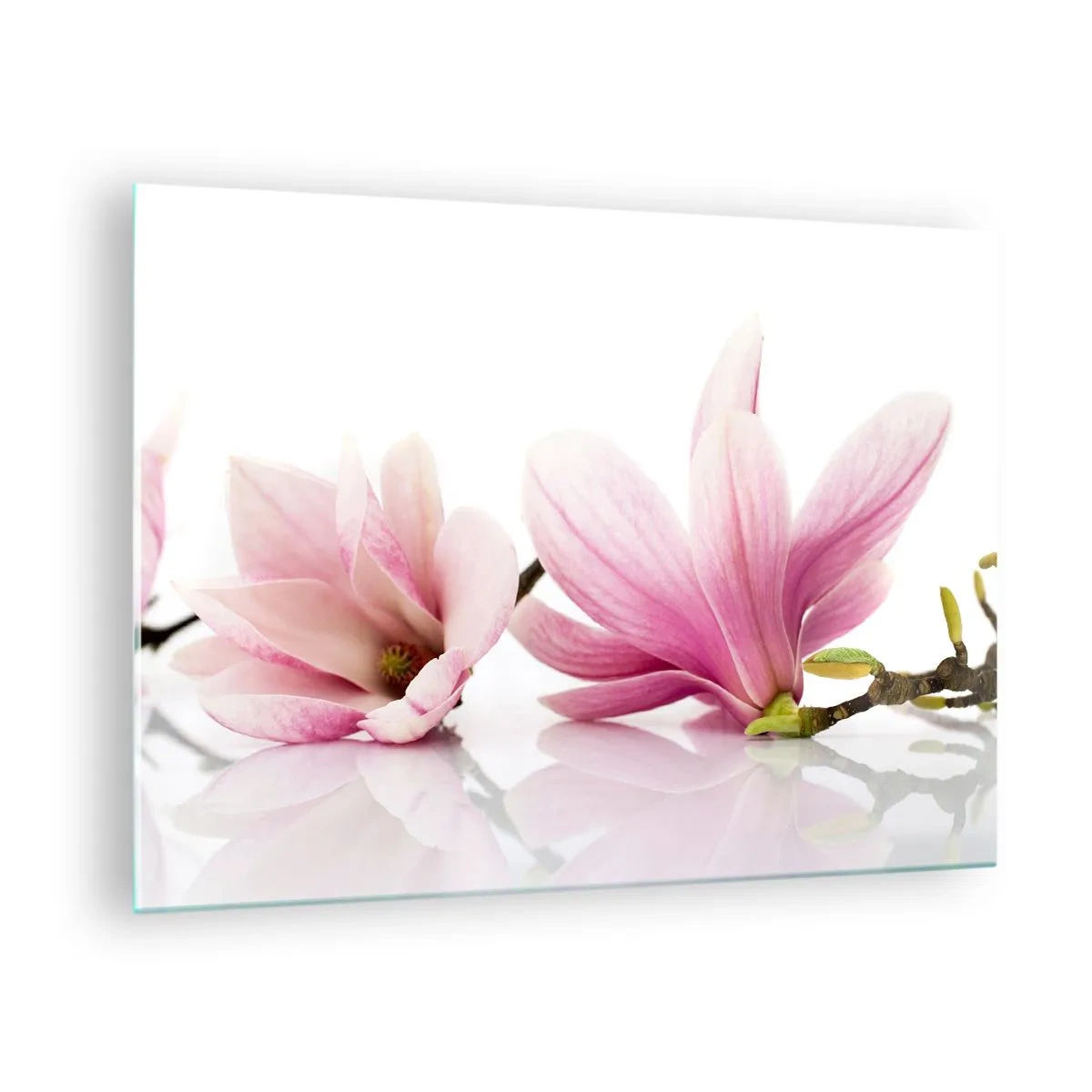Tablou pe sticlă - Flori delicate de magnolie pe fundal alb - 70x50cm - Delicate ca o adiere de primăvară - Decorațiune modernă pentru perete pentru living și dormitor ARTTOR