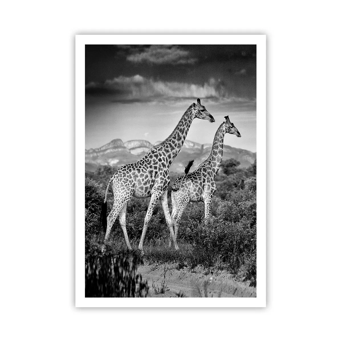 Poster - Clasele superioare din Africa - 70x100 cm