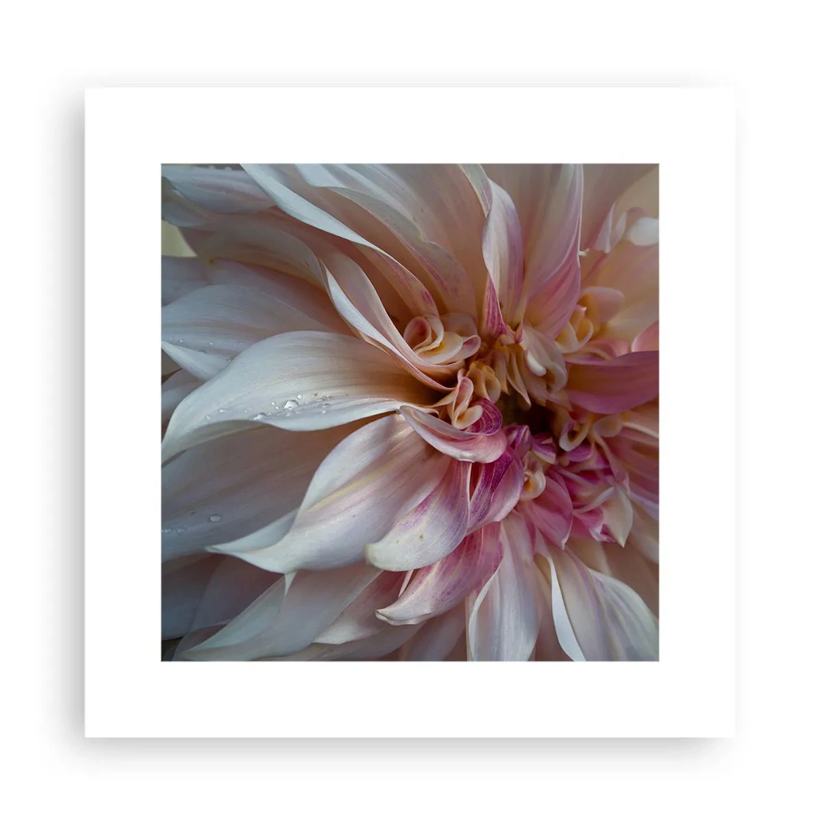 Poster - Prospețime înfloritoare - 30x30 cm