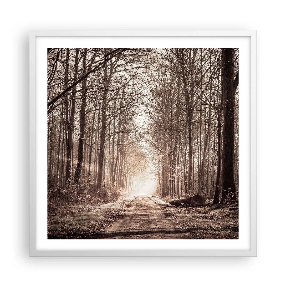 Poster în ramă albă - Catedrala Forestieră - 60x60 cm