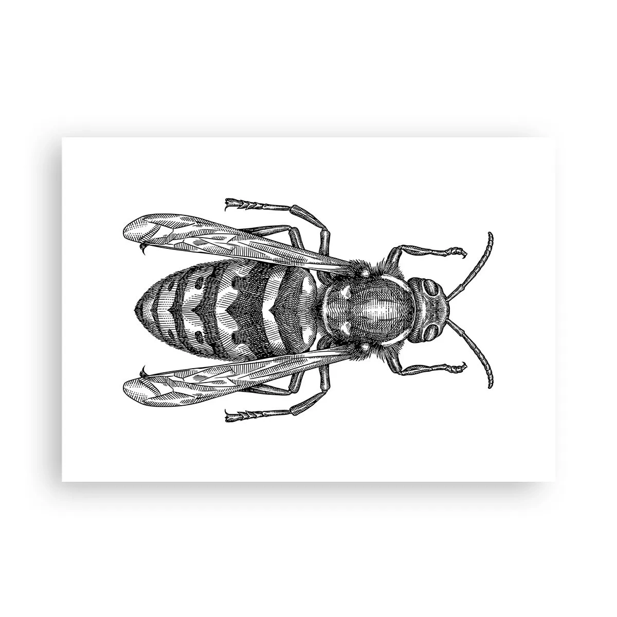Poster - De pe o planetă de insecte - 100x70 cm
