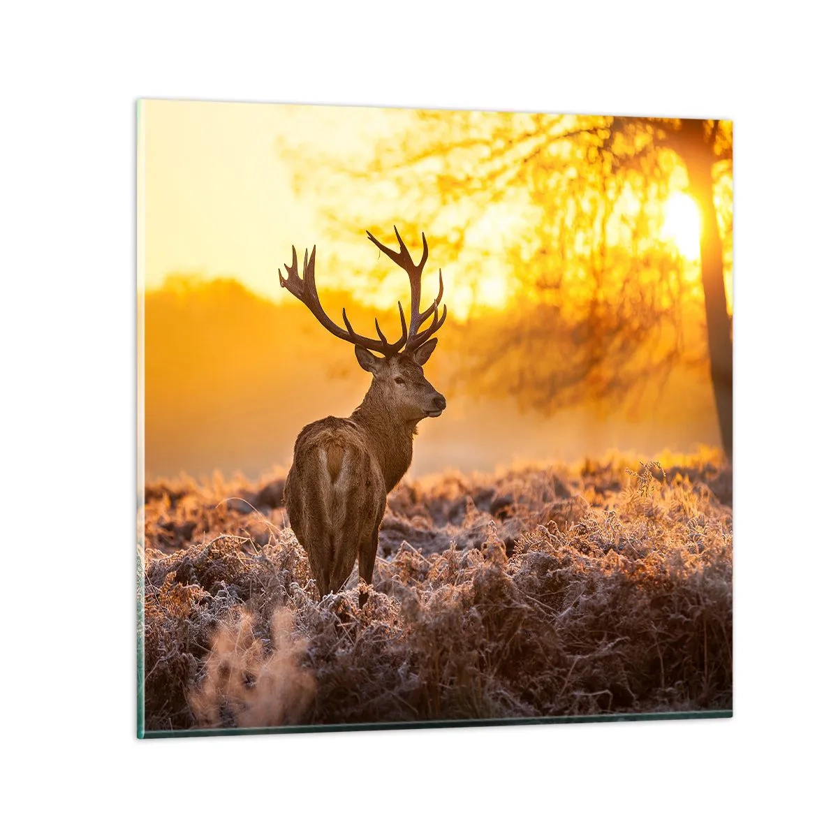 Tablou pe sticlă - Regele pădurii de toamnă - 40x40 cm