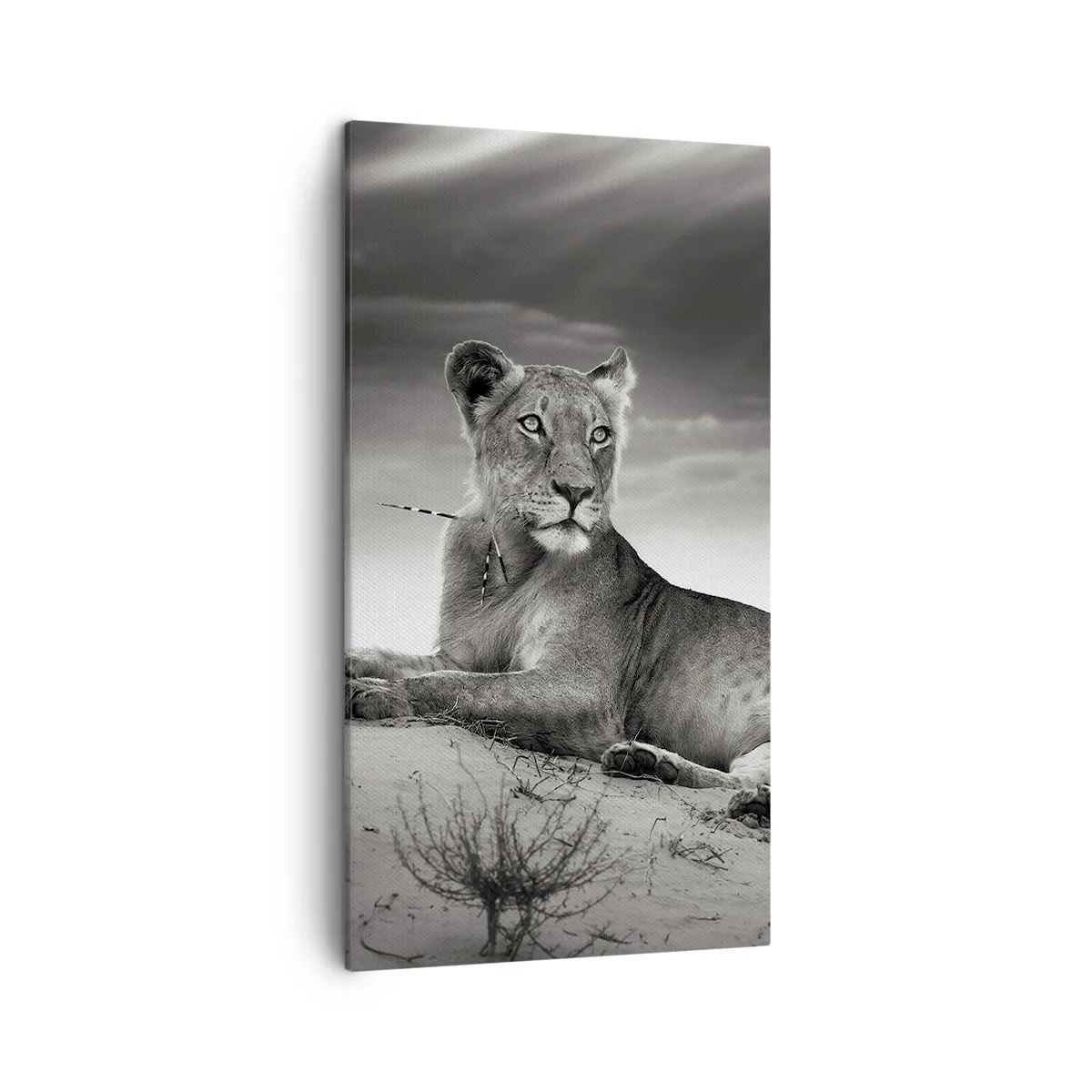 Tablou pe pânză - Odihna reginei deșertului - 45x80 cm