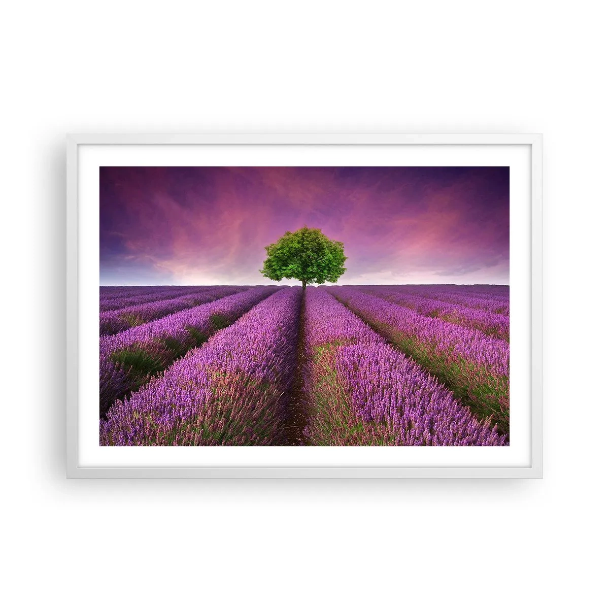 Poster în ramă albă - În câmpurile de lavandă - 70x50 cm