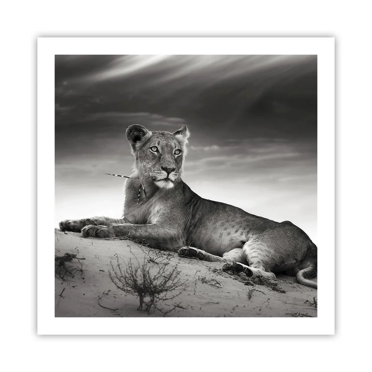 Poster - Odihna reginei deșertului - 60x60 cm