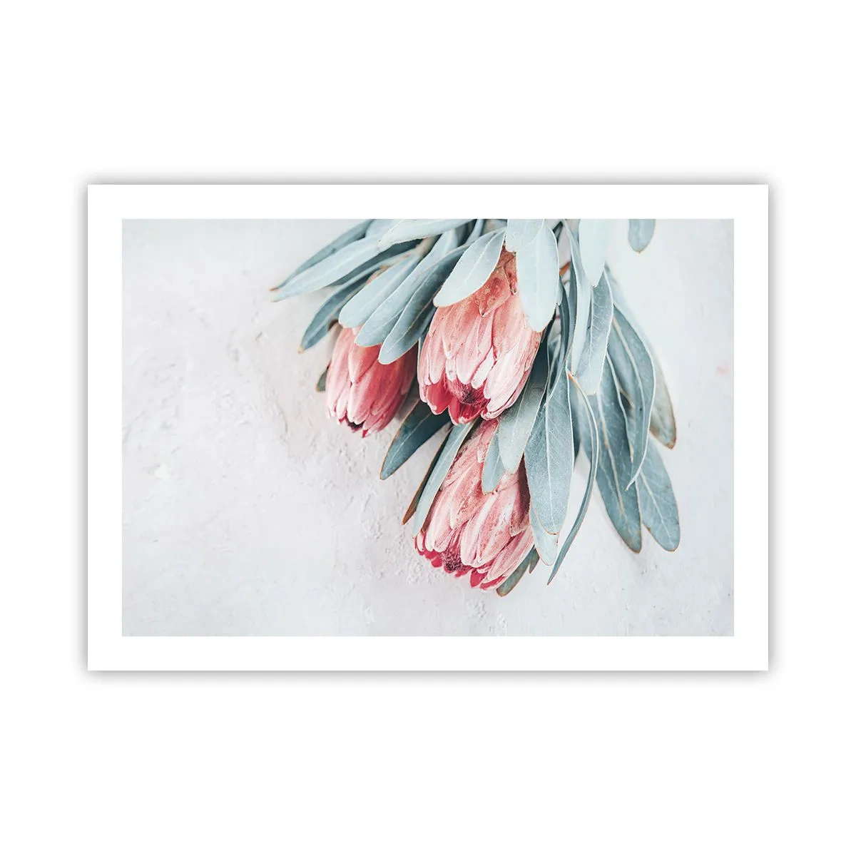 Poster - Rușinate de propria lor frumusețe - 70x50 cm