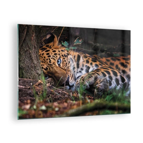 Tablou pe sticlă - Un jaguar întins pe pământ, privind calm în cameră. - 70x50cm - Să ai încredere în mine - Decorațiune modernă pentru perete pentru living și dormitor ARTTOR